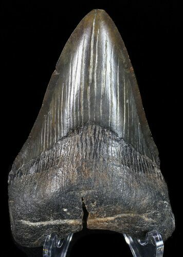 Fossil Megalodon Tooth - Georgia #68073